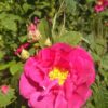 Eau florale de Rose de Provins