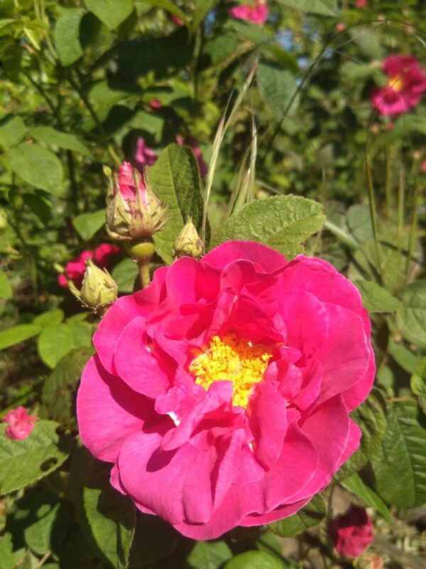 Eau florale de Rose de Provins