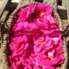 Eau florale de Rose de Provins