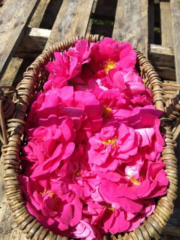 Eau florale de Rose de Provins