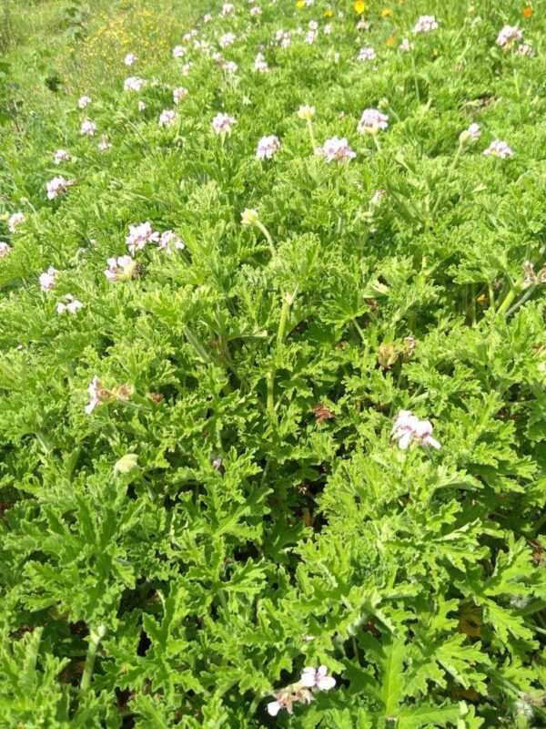 Argile rose - Lait de chanvre - Géranium