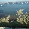 Savon au sel de mer
