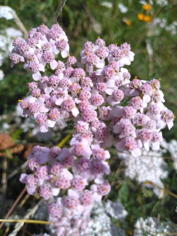 Macérat d'Achillée millefeuille