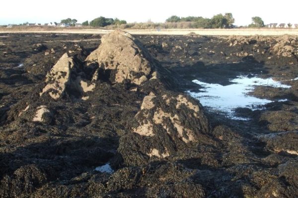 Savon aux algues marines