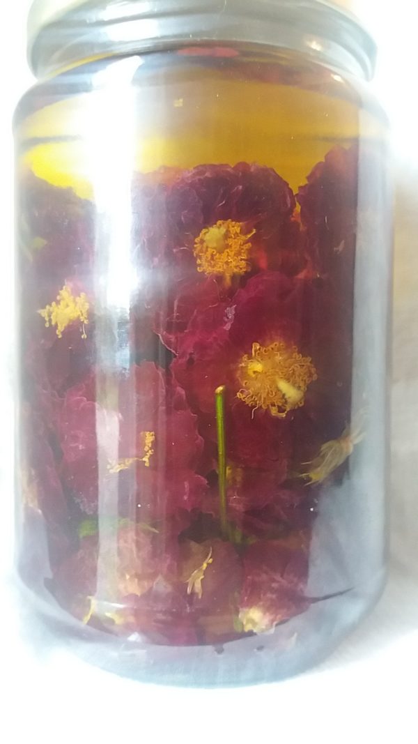 Macérat huileux de Rose solarisé