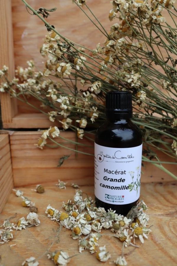 Macérat huileux de Grande camomille solarisé