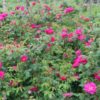 Macérat huileux de Rose solarisé