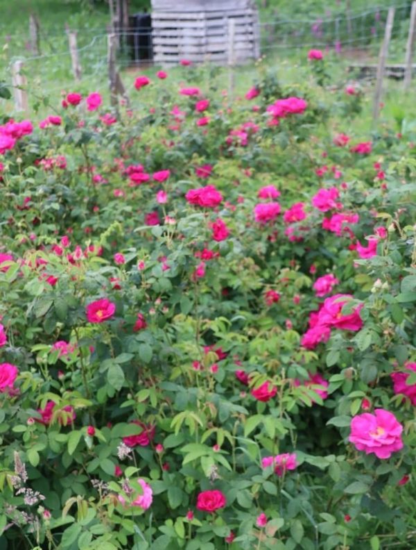 Macérat huileux de Rose solarisé