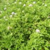 Eau florale de Géranium Bourbon