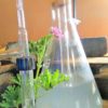Eau florale de Géranium Bourbon