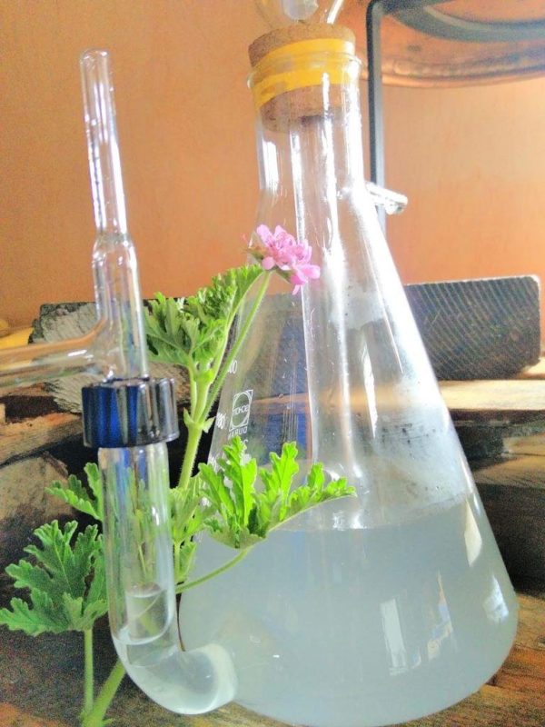 Eau florale de Géranium Bourbon